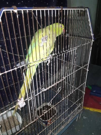 Mithu