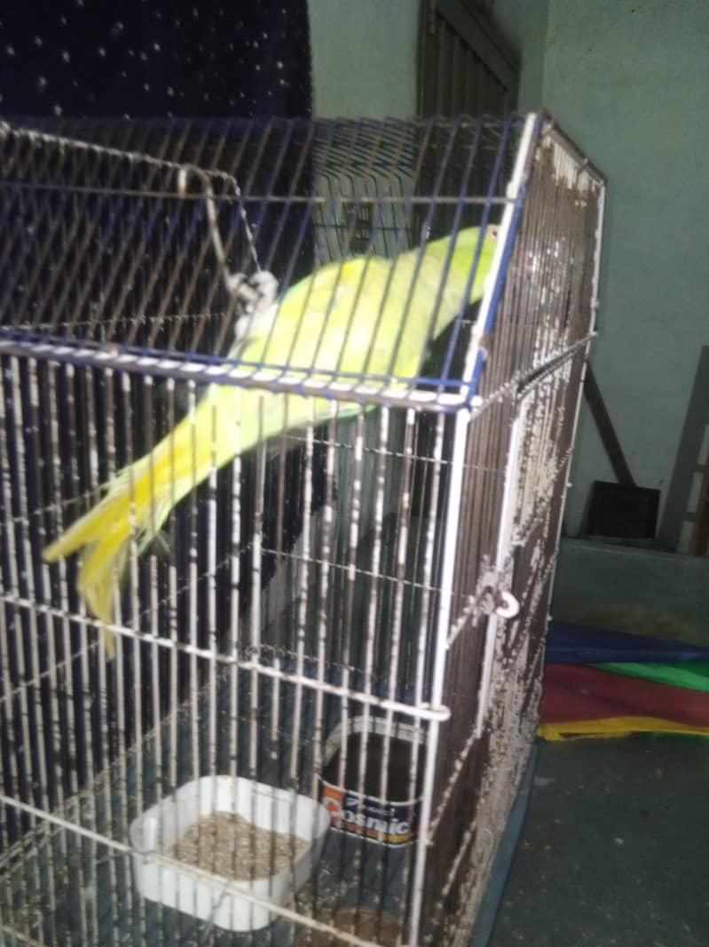 Mithu 1