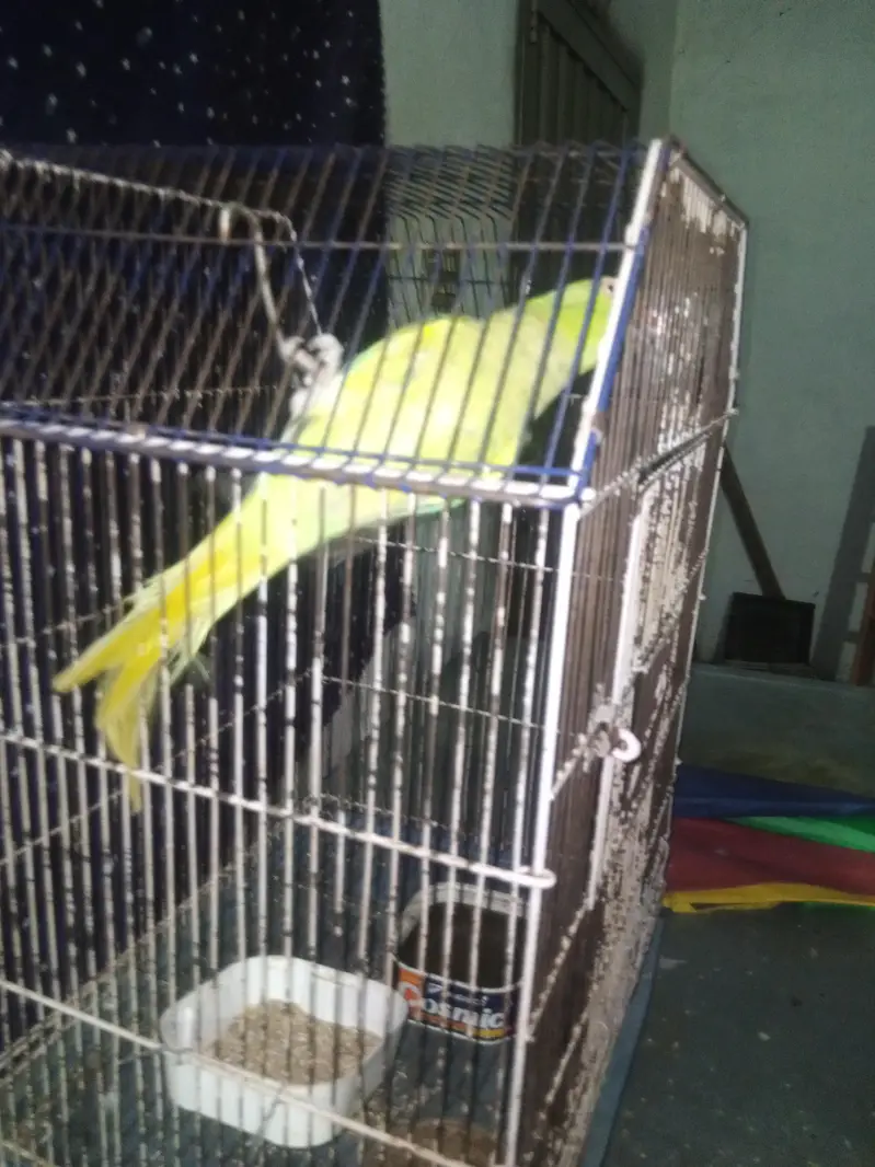 Mithu — photo 2
