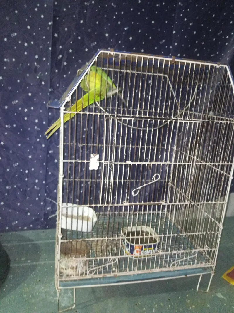 Mithu — photo 3