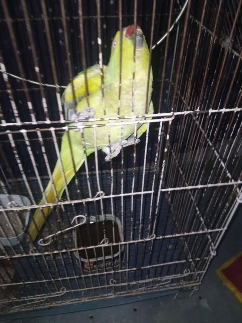 Mithu 3