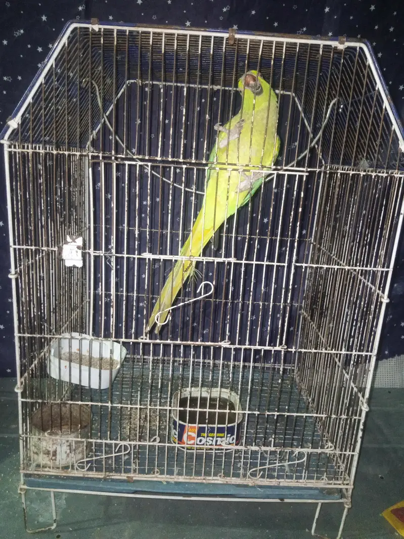 Mithu — photo 5