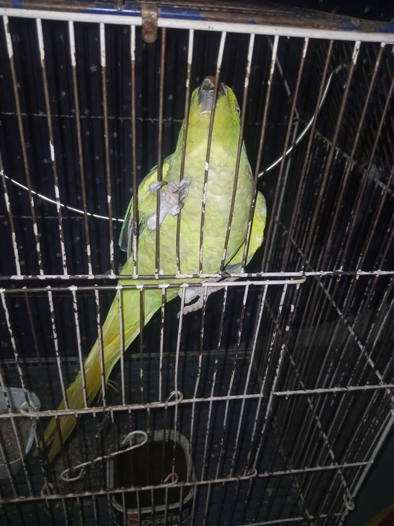 Mithu 5