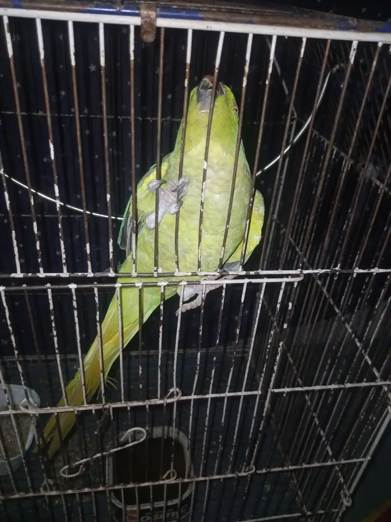 Mithu — photo 6