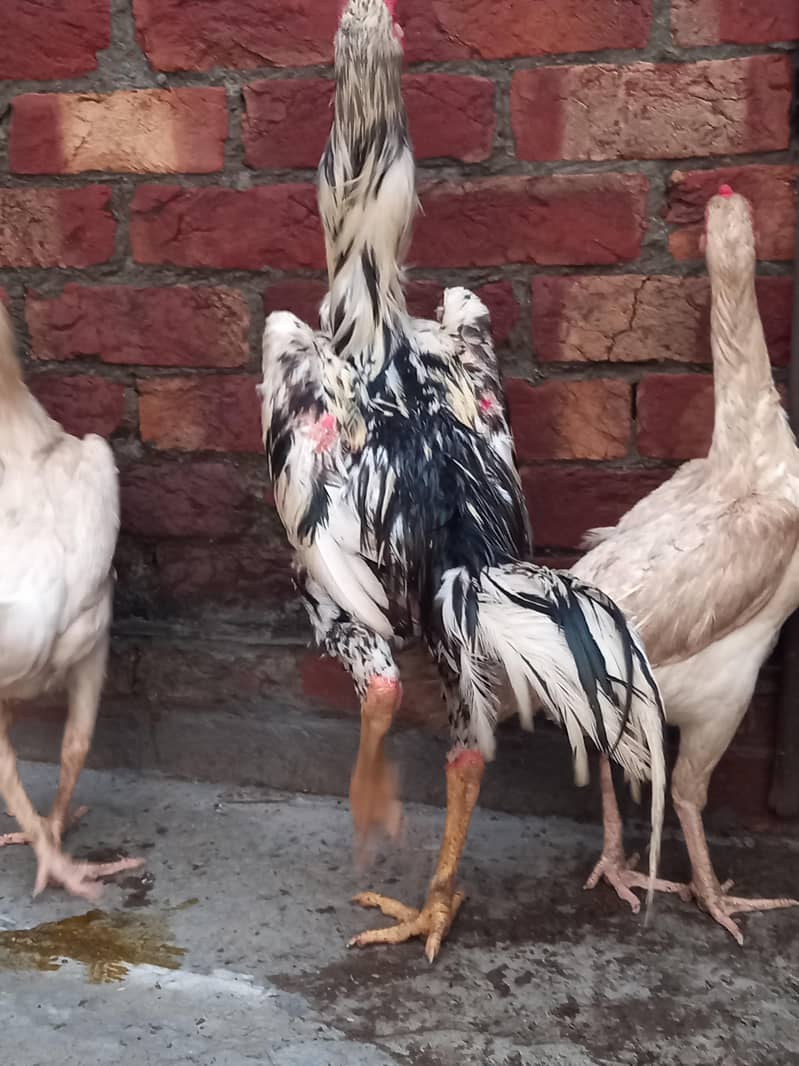 shamo chick's 0