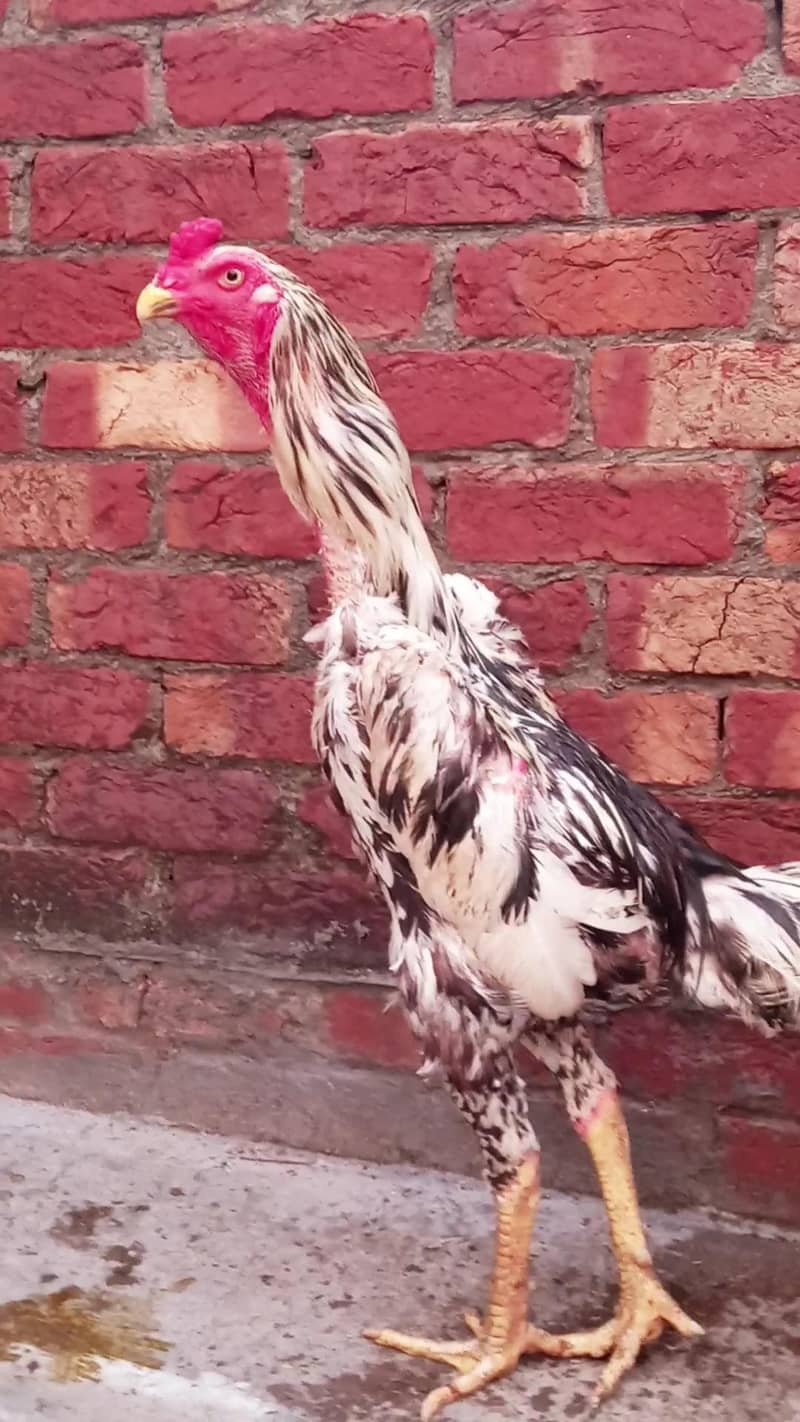 shamo chick's 2