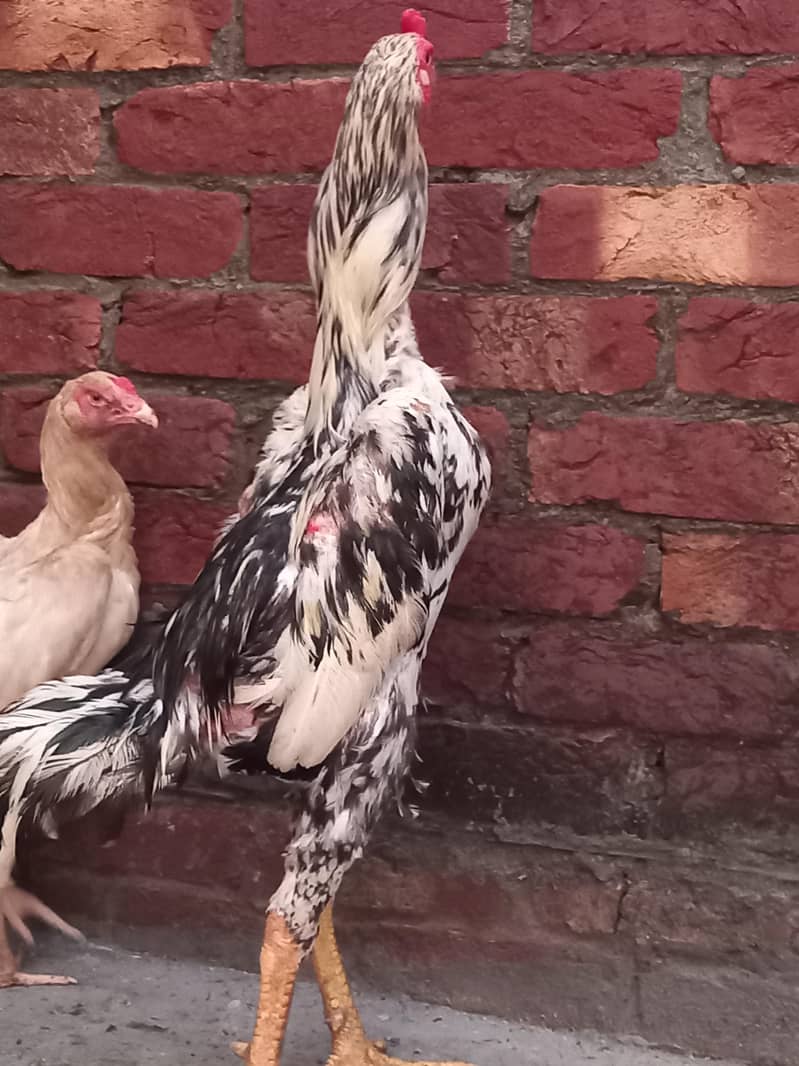 shamo chick's 4