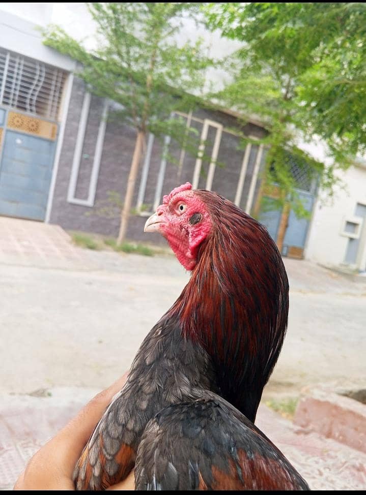Aseel Murga 2