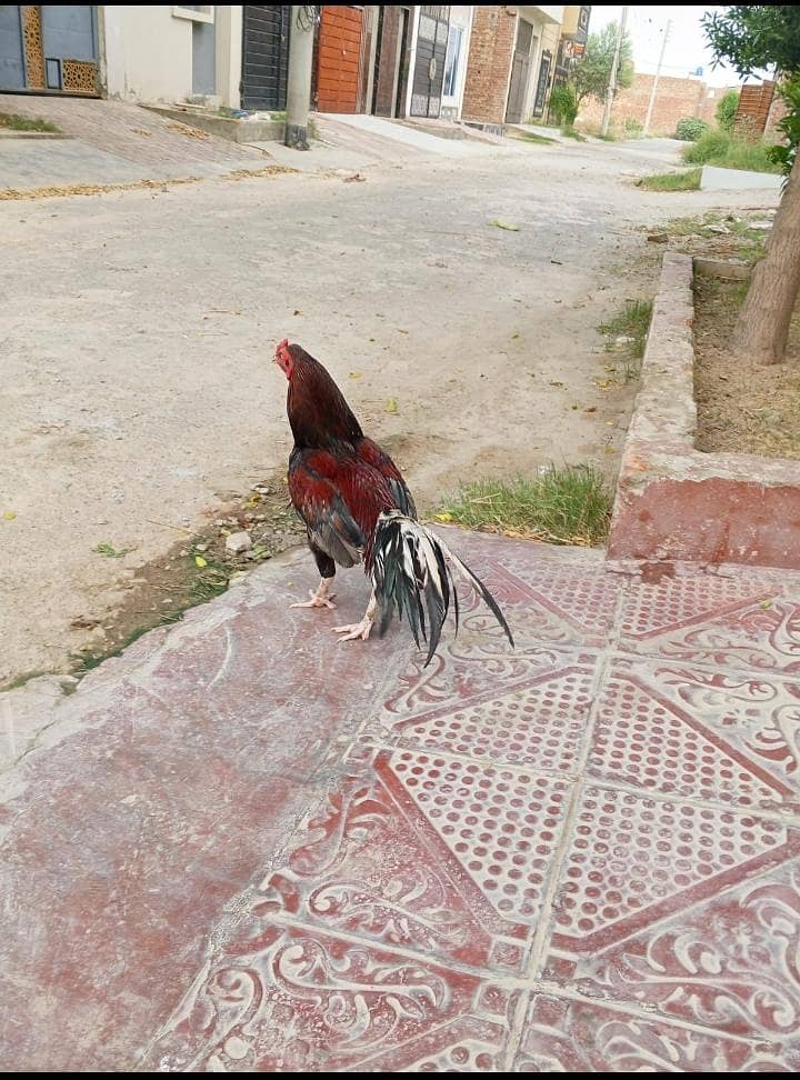 Aseel Murga 6