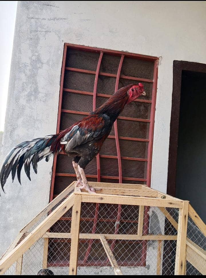 Aseel Murga 10