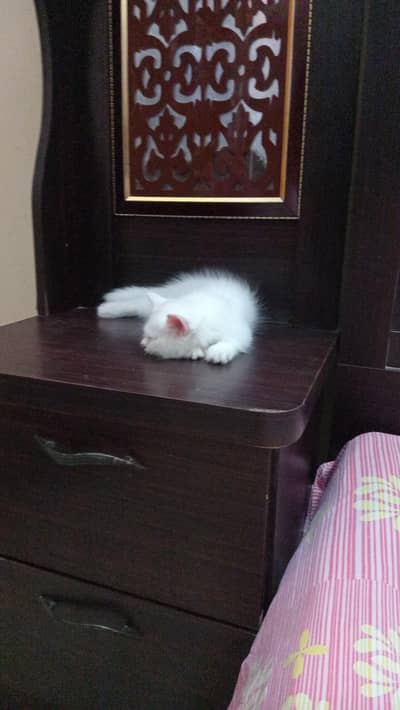 semi Persian kitten available for sale