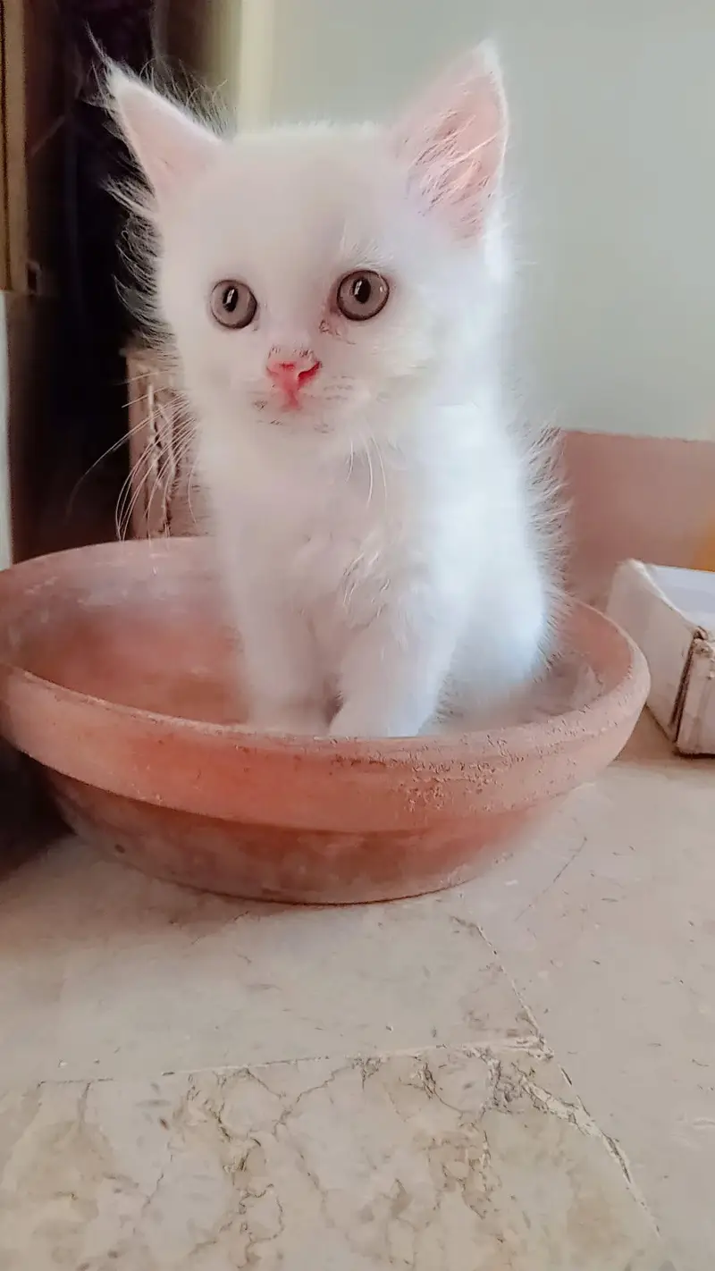 semi Persian kitten available for sale — photo 2