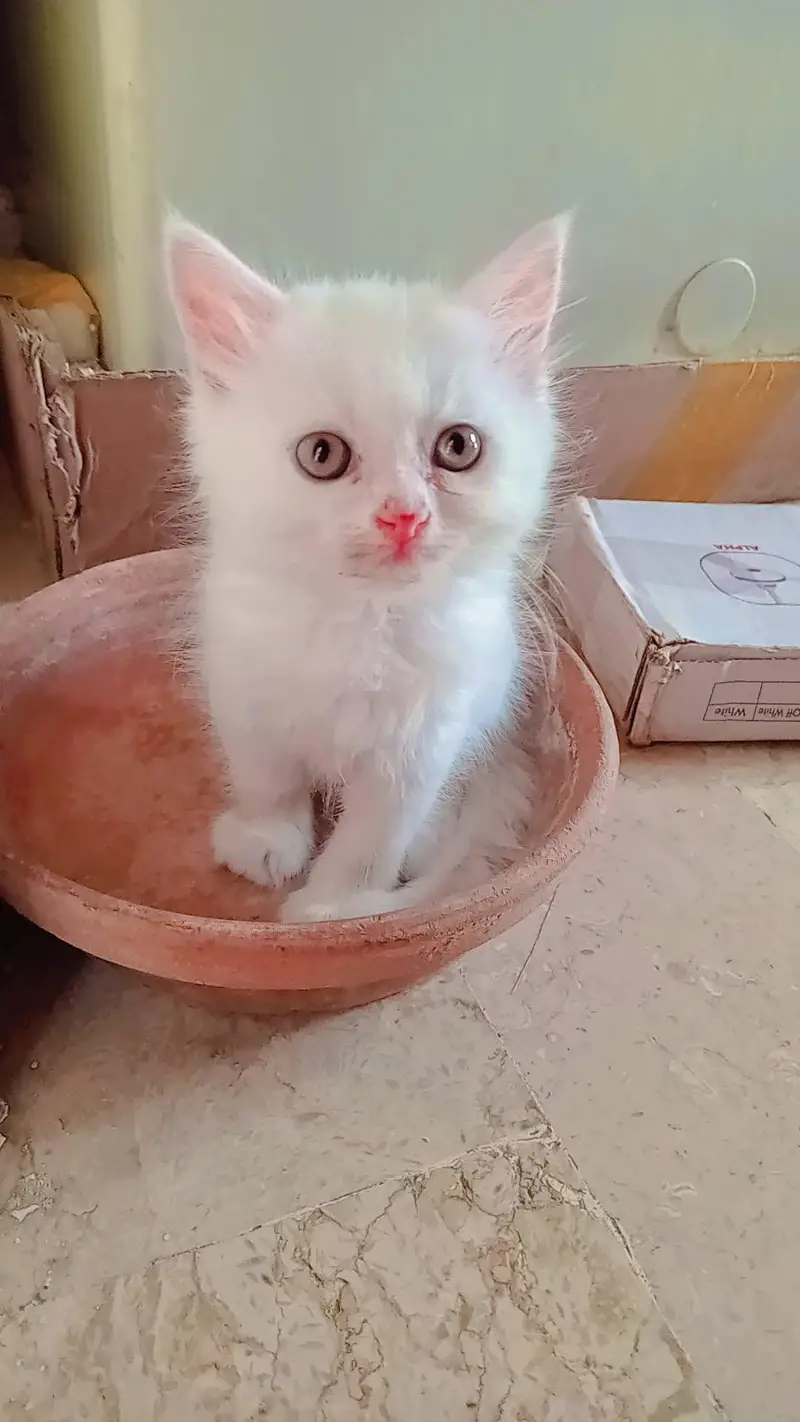 semi Persian kitten available for sale — photo 3