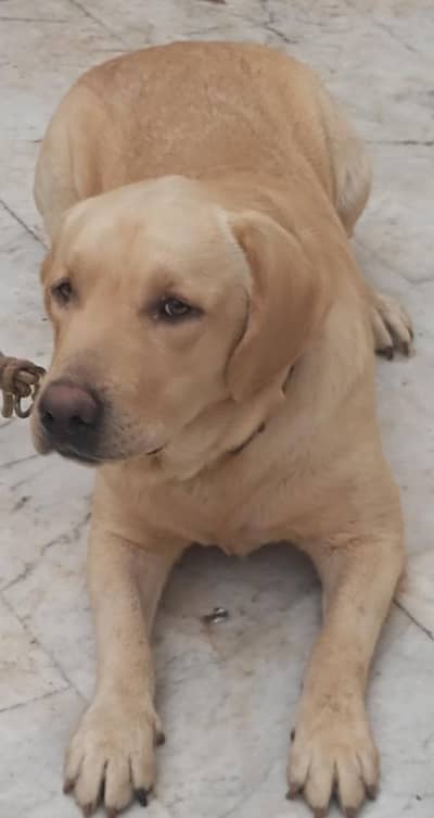 Labrador retriever for sale