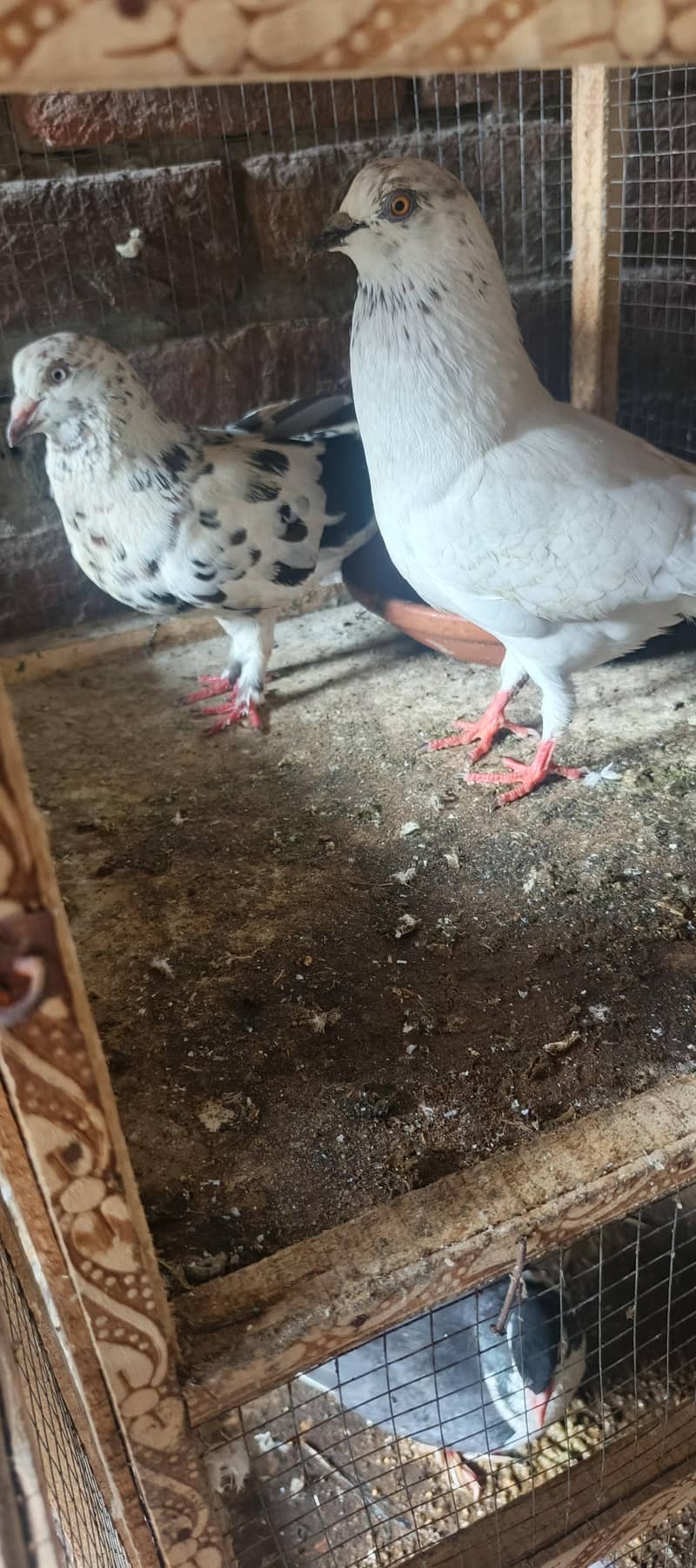 Fancy Peigon 3