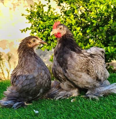 Blue ,Black , Coco Bantam Available