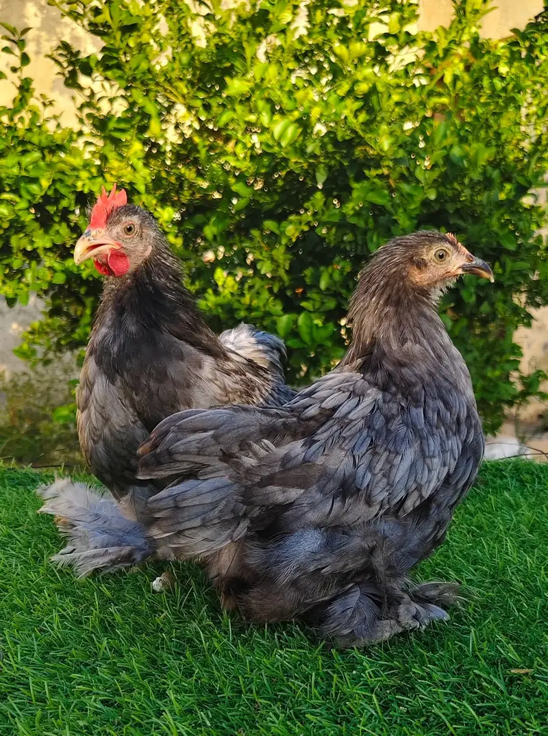 Blue ,Black , Coco Bantam Available — photo 2