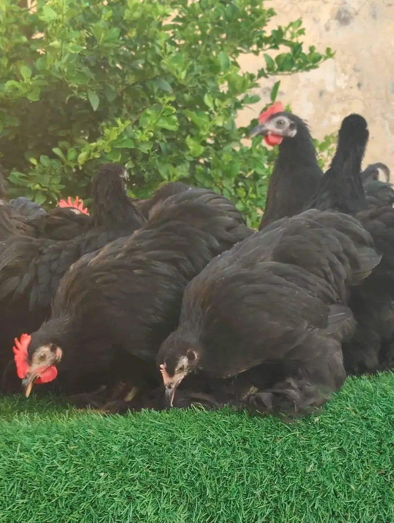Blue ,Black , Coco Bantam Available — photo 3