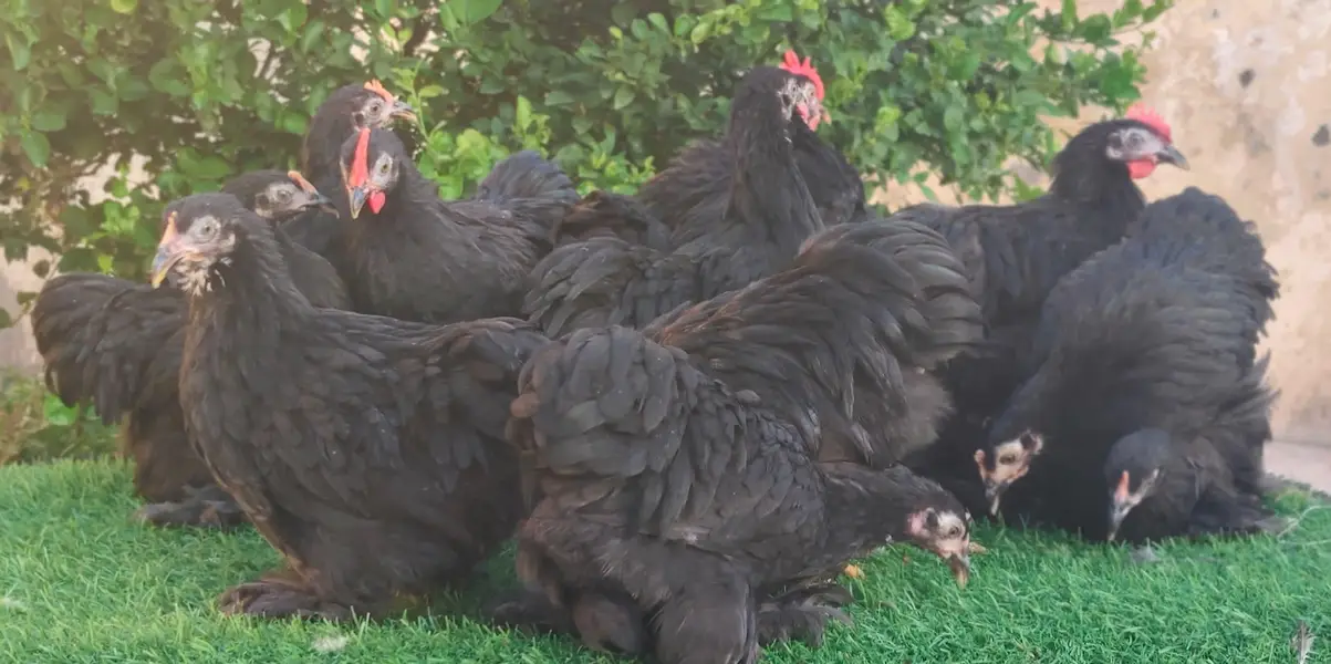 Blue ,Black , Coco Bantam Available — photo 4