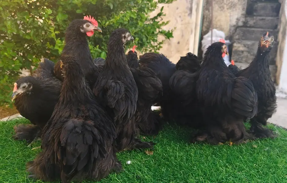 Blue ,Black , Coco Bantam Available — photo 5