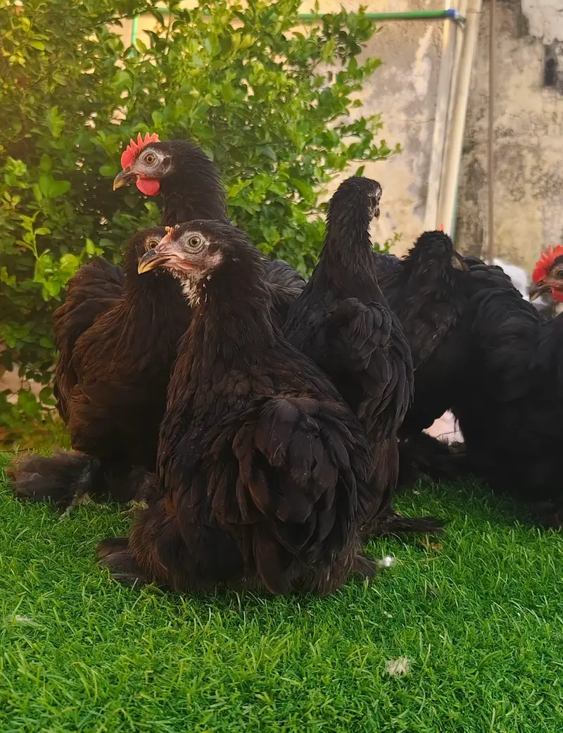 Blue ,Black , Coco Bantam Available — photo 6