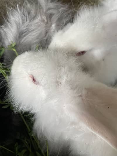 Angora bunnies