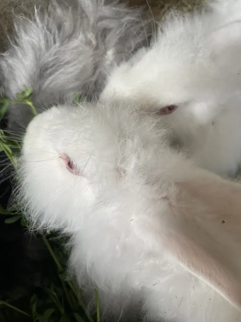 Angora bunnies