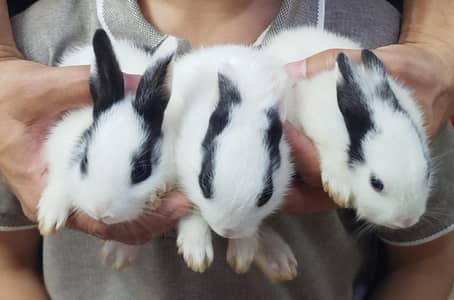 white bunnies