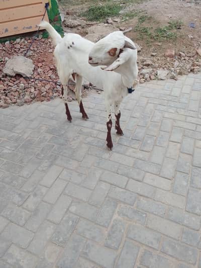 bakri
