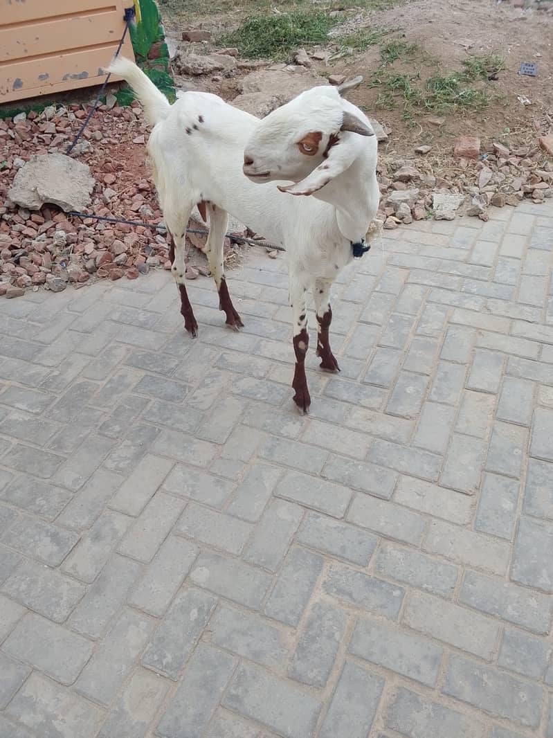 bakri 0