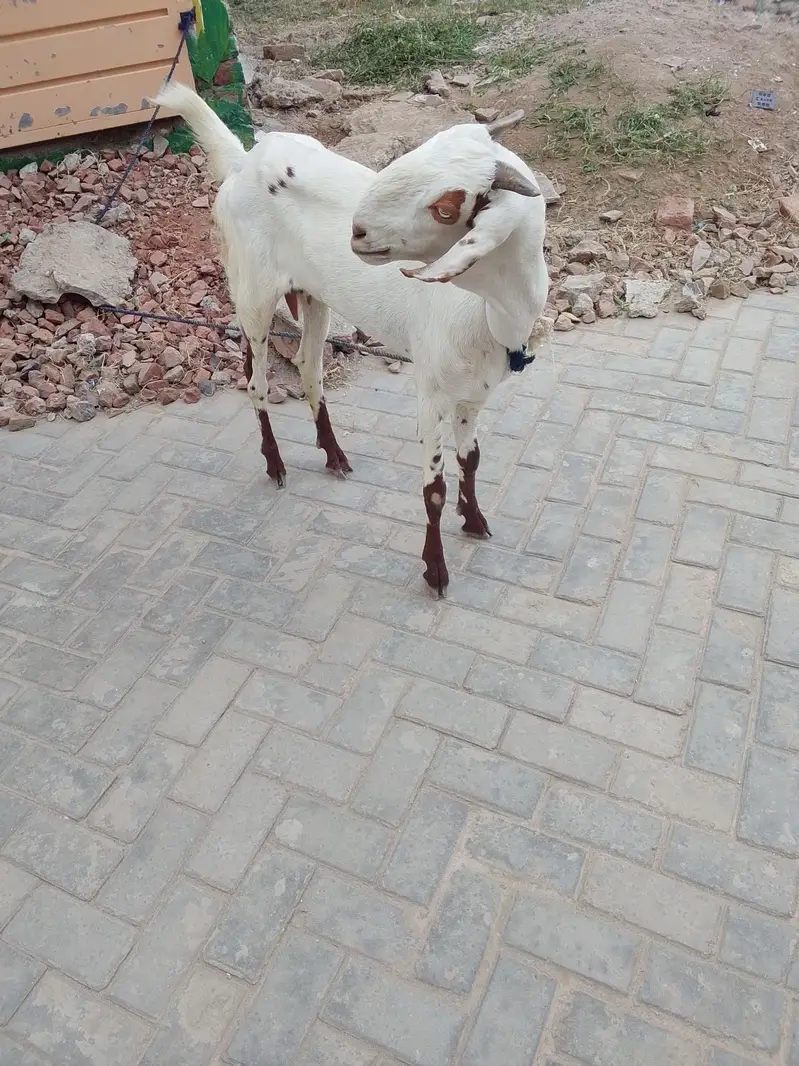 bakri