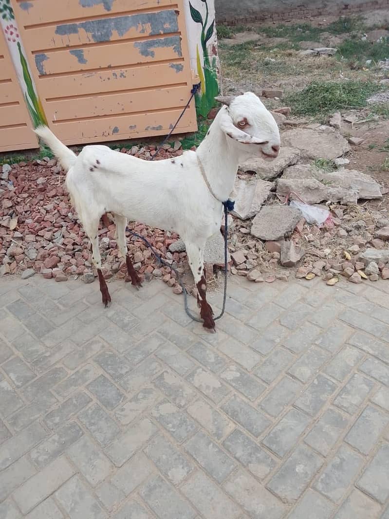 bakri 1