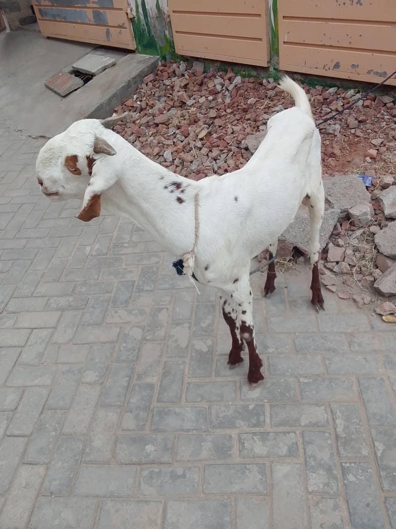 bakri 2