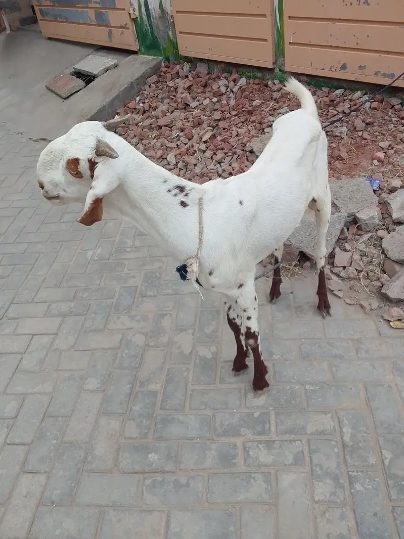 bakri — photo 3