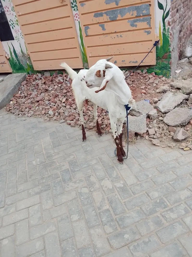 bakri — photo 4