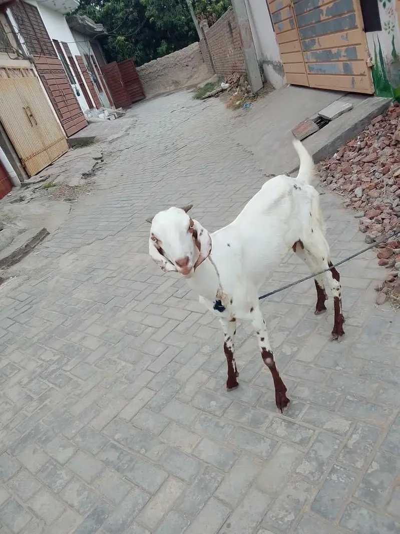 bakri — photo 5