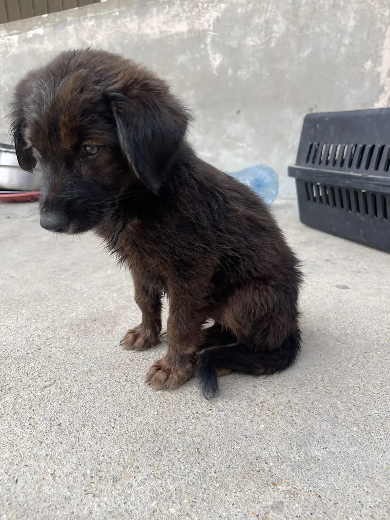 German shepherd puppy