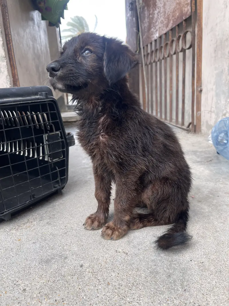 German shepherd puppy — photo 2