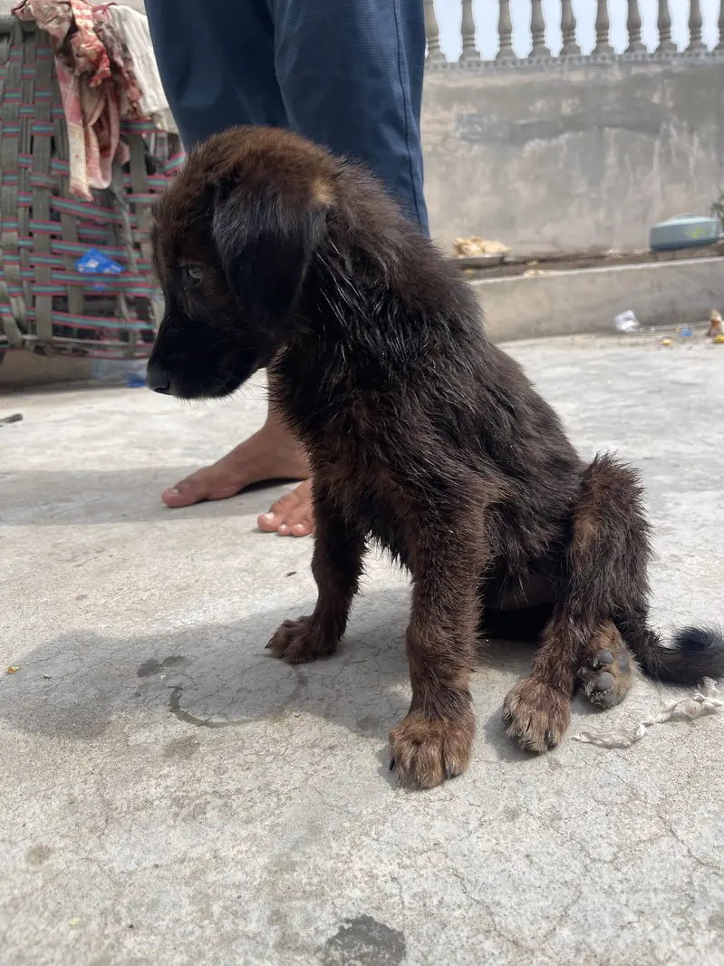 German shepherd puppy — photo 3
