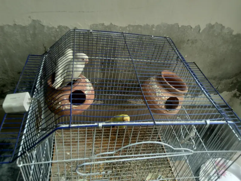 pair love bird and one australian — photo 2