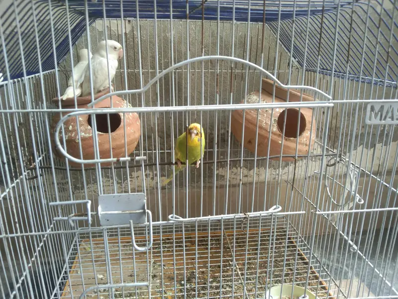 pair love bird and one australian — photo 3
