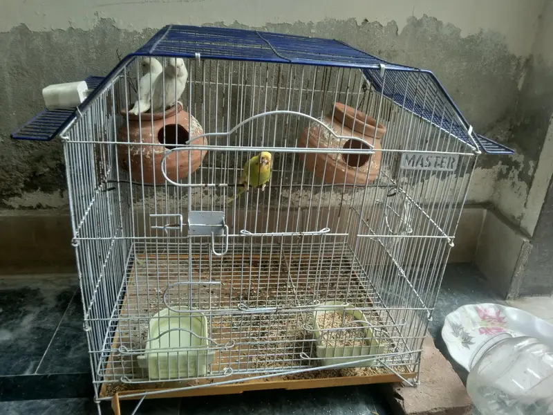pair love bird and one australian — photo 4