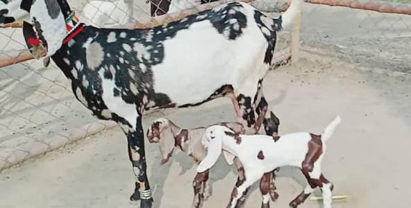 2 Bacchon ka sath Desi Bakri For Sale call _03091039419