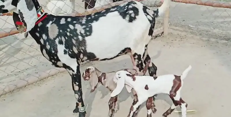 2 Bacchon ka sath Desi Bakri For Sale call _03091039419