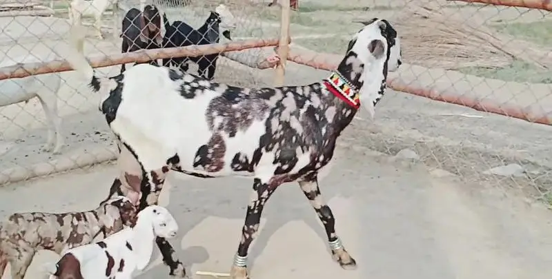 2 Bacchon ka sath Desi Bakri For Sale call _03091039419 — photo 2