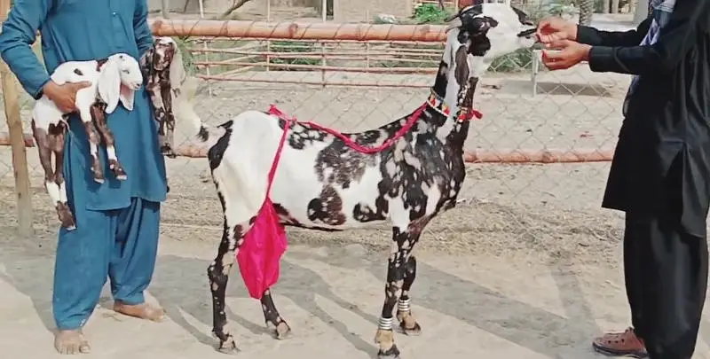2 Bacchon ka sath Desi Bakri For Sale call _03091039419 — photo 3