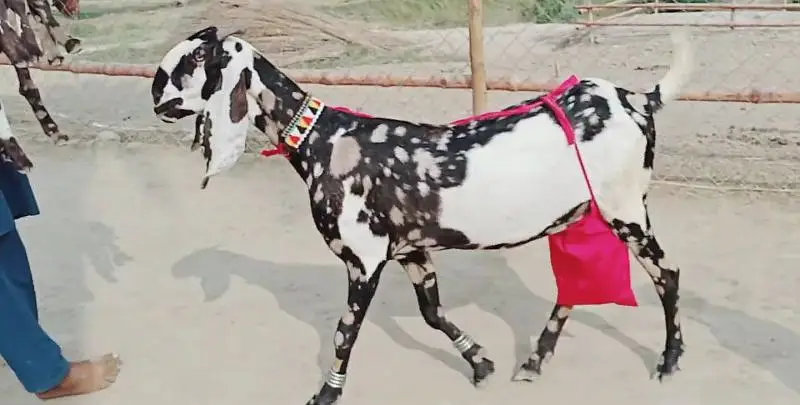 2 Bacchon ka sath Desi Bakri For Sale call _03091039419 — photo 4