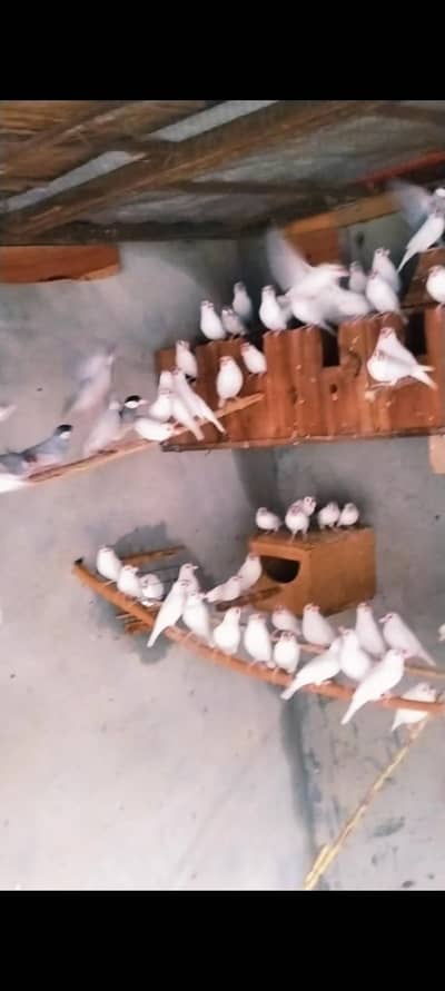 white or silver Java available