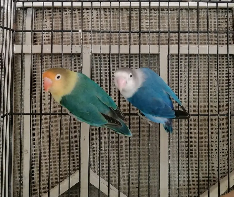 LoveBirds Breeder Pairs