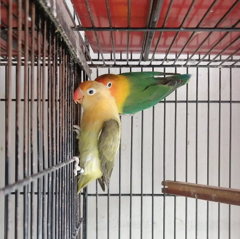 LoveBirds Breeder Pairs — photo 2